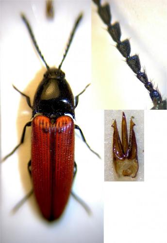Réf. 269 171 : Ampedus quercicola